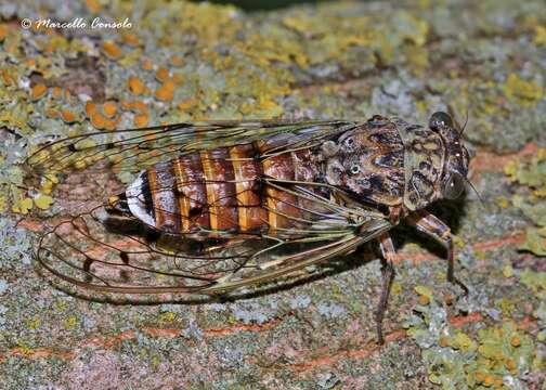 Image of Cicada orni Linnaeus 1758