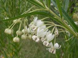 Image of Shrubby milkweed