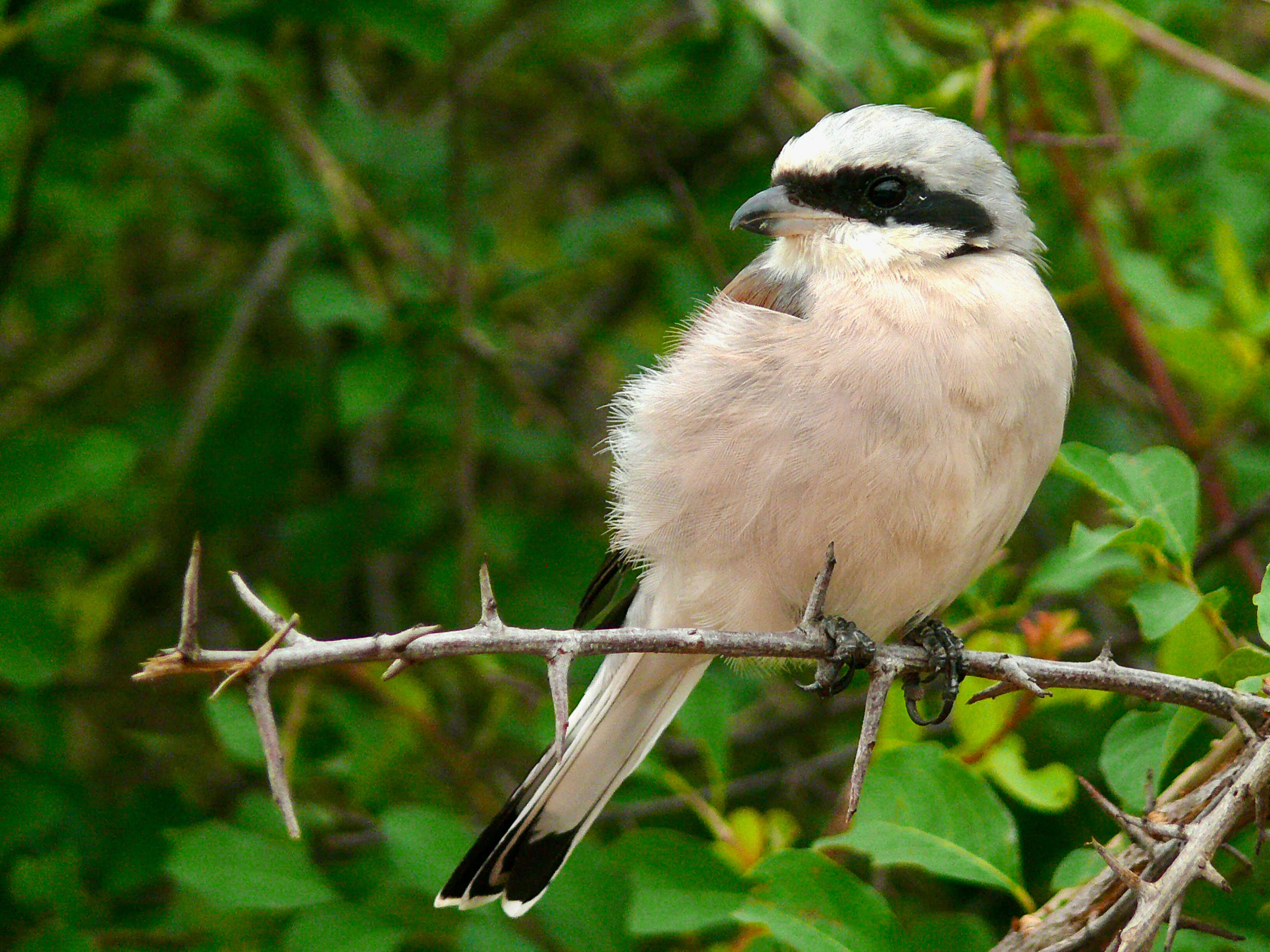 Image of true shrikes