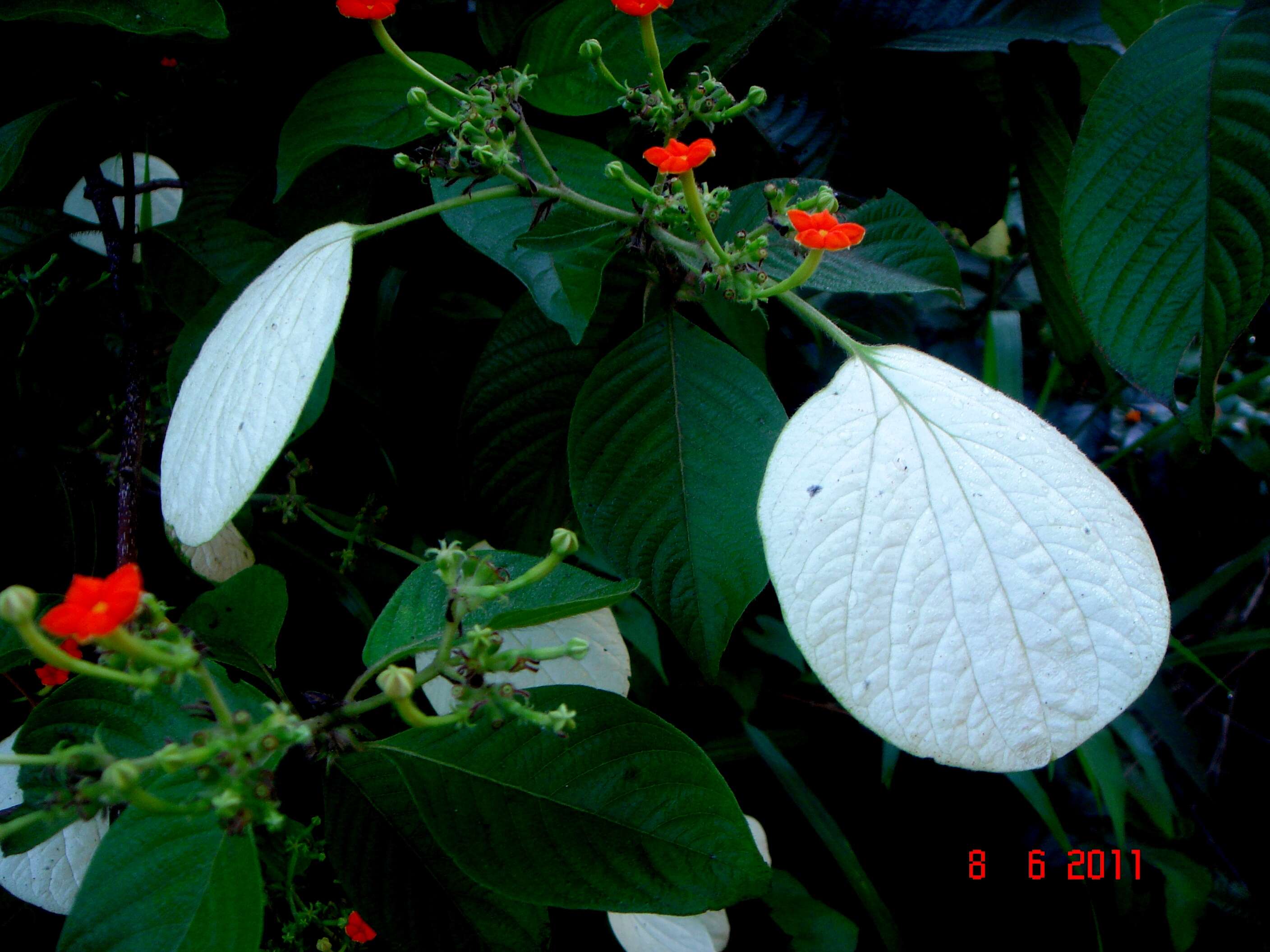 Image of White flag bush