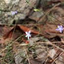 Image of Wahlenbergia luteola P. J. Sm.