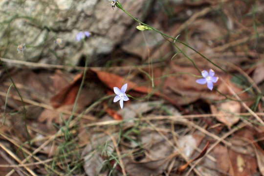 صورة Wahlenbergia luteola P. J. Sm.