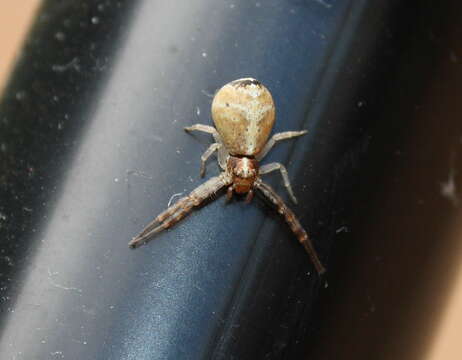 Image of crab spiders