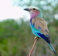 Image of Lilac-breasted Roller