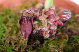 Image of Albany pitcher plant, Australian pitcher plant