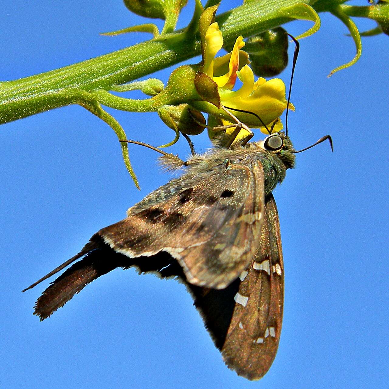 Image of Long-tailed Skipper