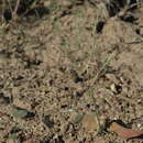 Image of Pinyon Desert cryptantha