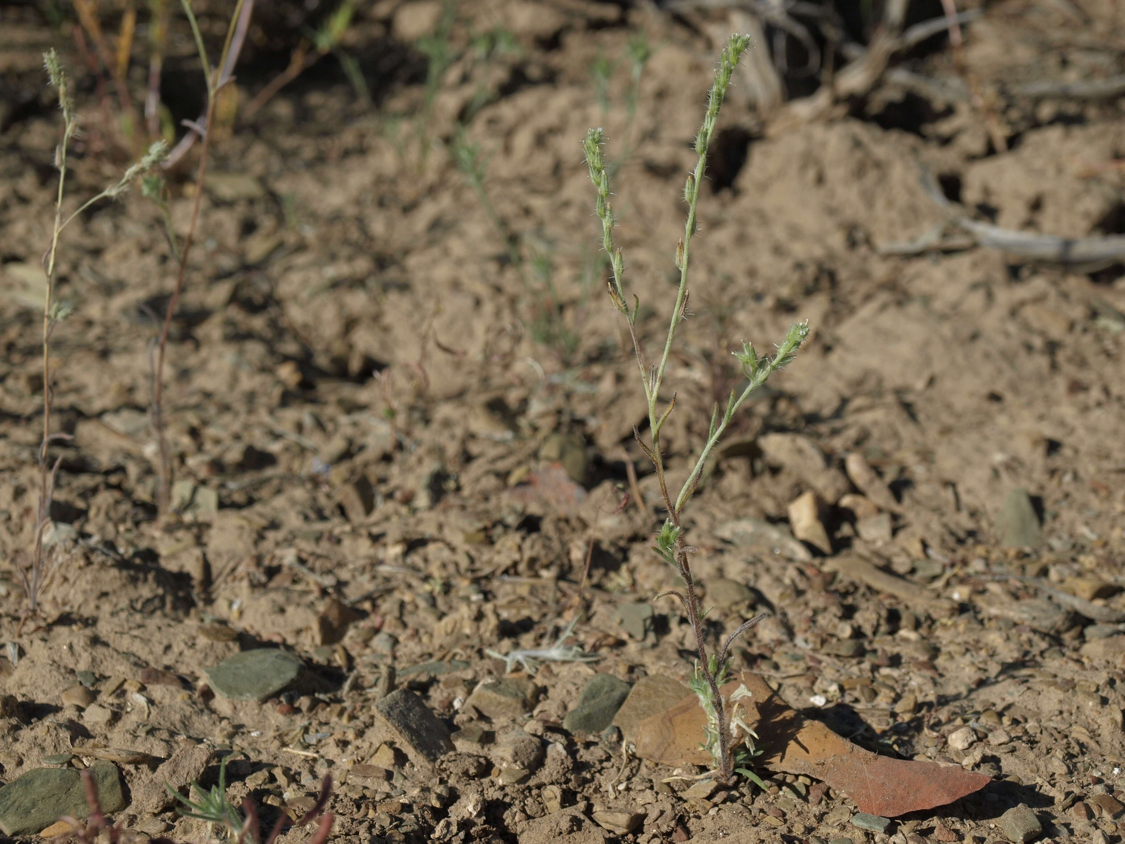 Image of Pinyon Desert cryptantha