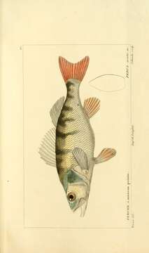 Image of Yellow Perch