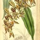 Image of Catasetum quadridens Rolfe