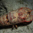Image of Blunt Slipper Lobster