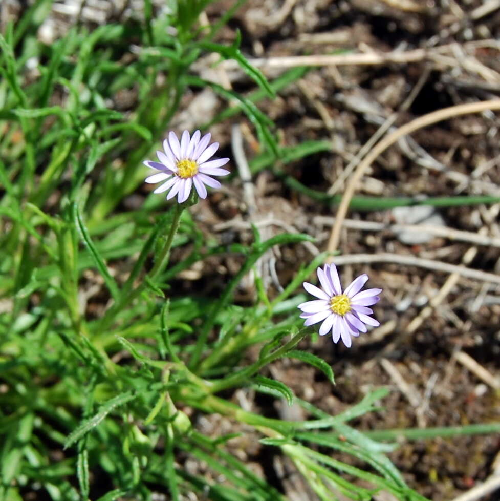 Image of Vittadinia muelleri N. T. Burbidge