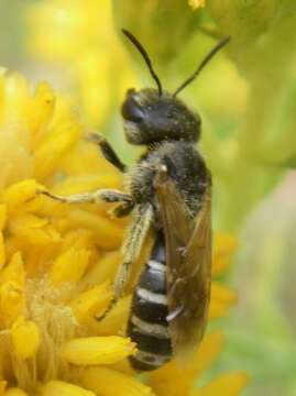 Image of Ligated Furrow Bee