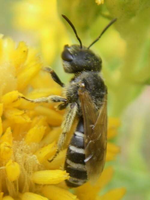 Image de Halictus Latreille 1804