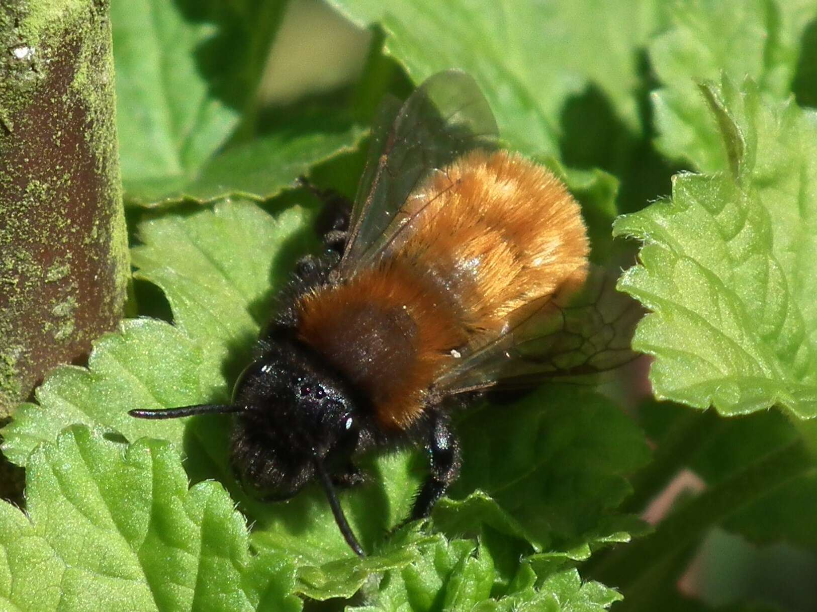 Image of Tawny Mining Bee