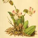 Image of Lycaste brevispatha (Klotzsch) Lindl. & Paxton