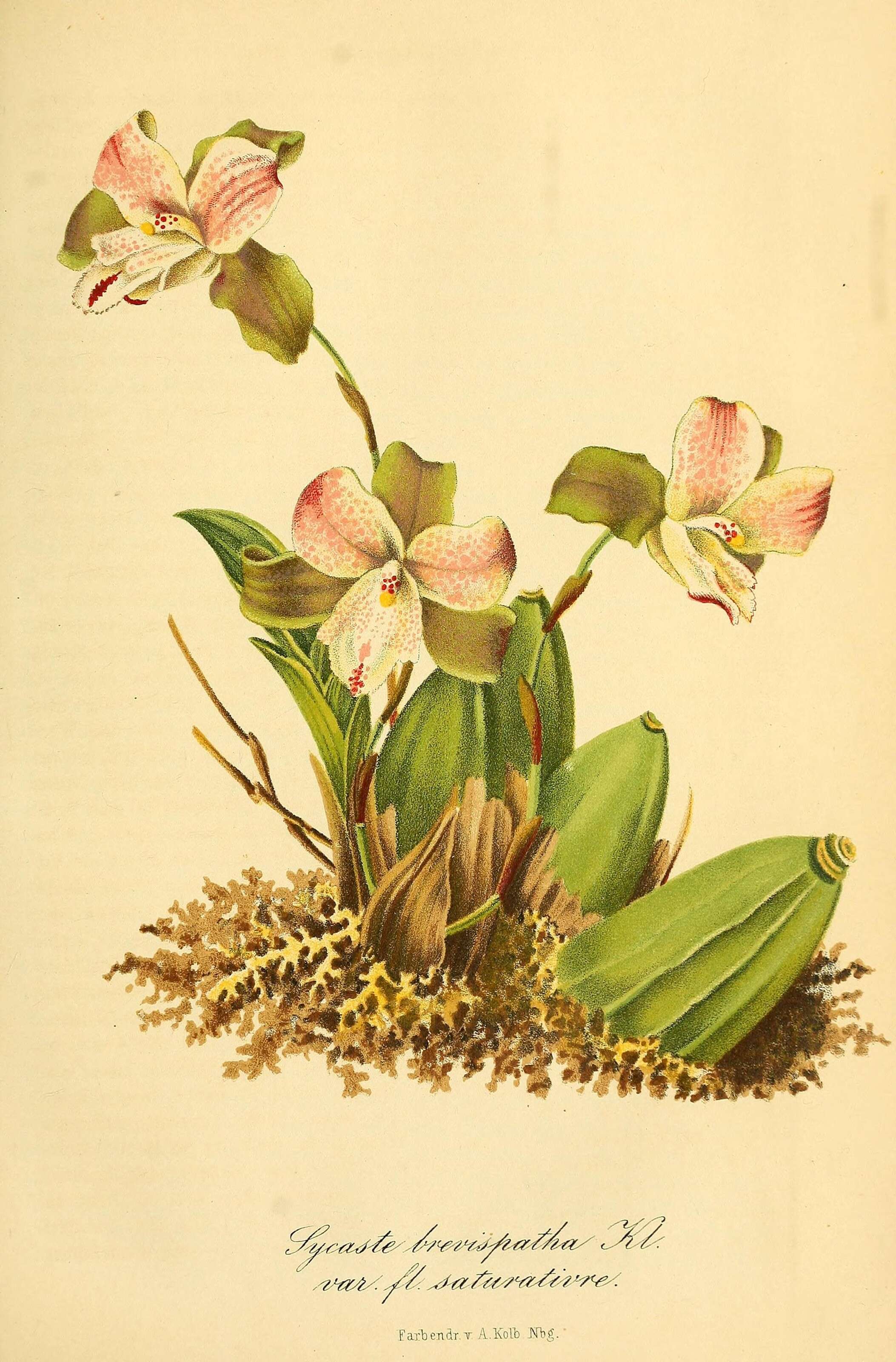 Image of lycaste