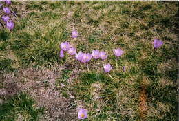 Crocus nudiflorus Sm. resmi