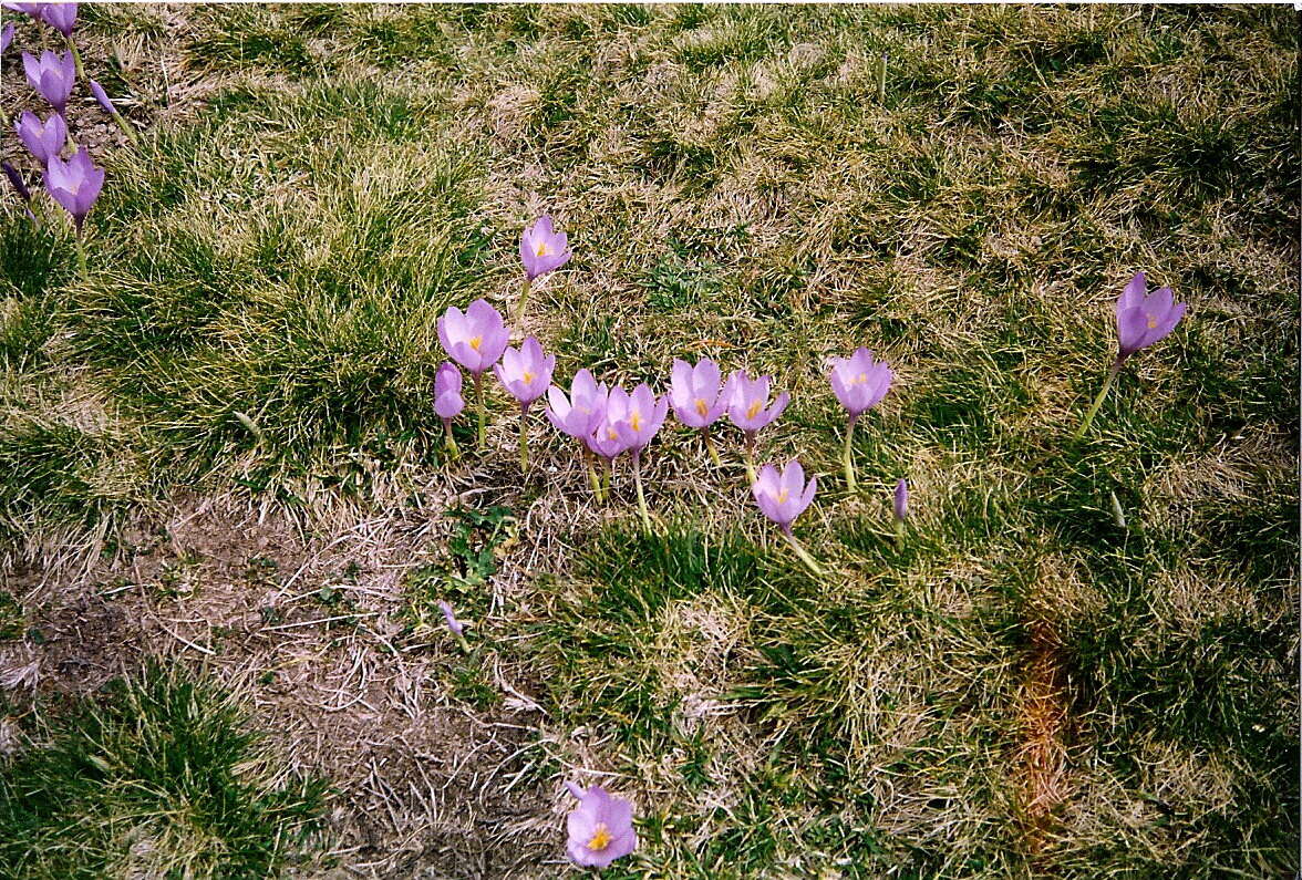 Crocus nudiflorus Sm. resmi