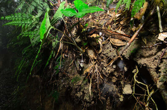 Image of Asarum glabrum Merr.