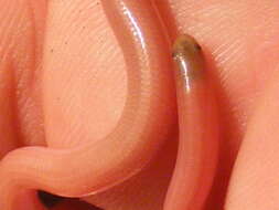 Image of Ramphotyphlops