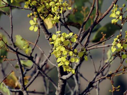 Plancia ëd Heteropterys byrsonimifolia A. Juss.