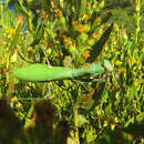 Image of African mantis