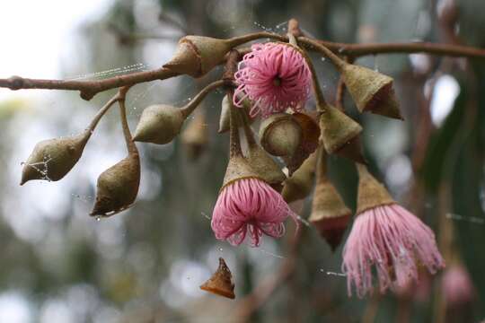 Image de Eucalyptus leucoxylon subsp. leucoxylon