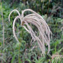 Image of Paraguayan windmill grass