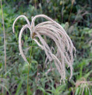 Image of Paraguayan windmill grass