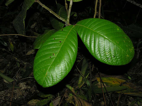 Image of Hiraea grandifolia Standl. & L. O. Williams