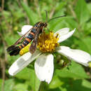 Image of Texana Clearwing Moth