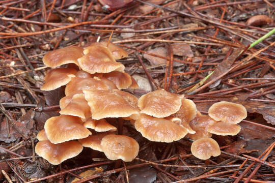 Plancia ëd Gymnopus brassicolens (Romagn.) Antonín & Noordel. 1997