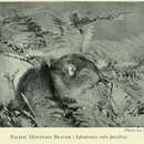 Image of Aplodontia rufa pacifica Merriam 1899