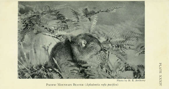 Image of Aplodontia rufa pacifica Merriam 1899