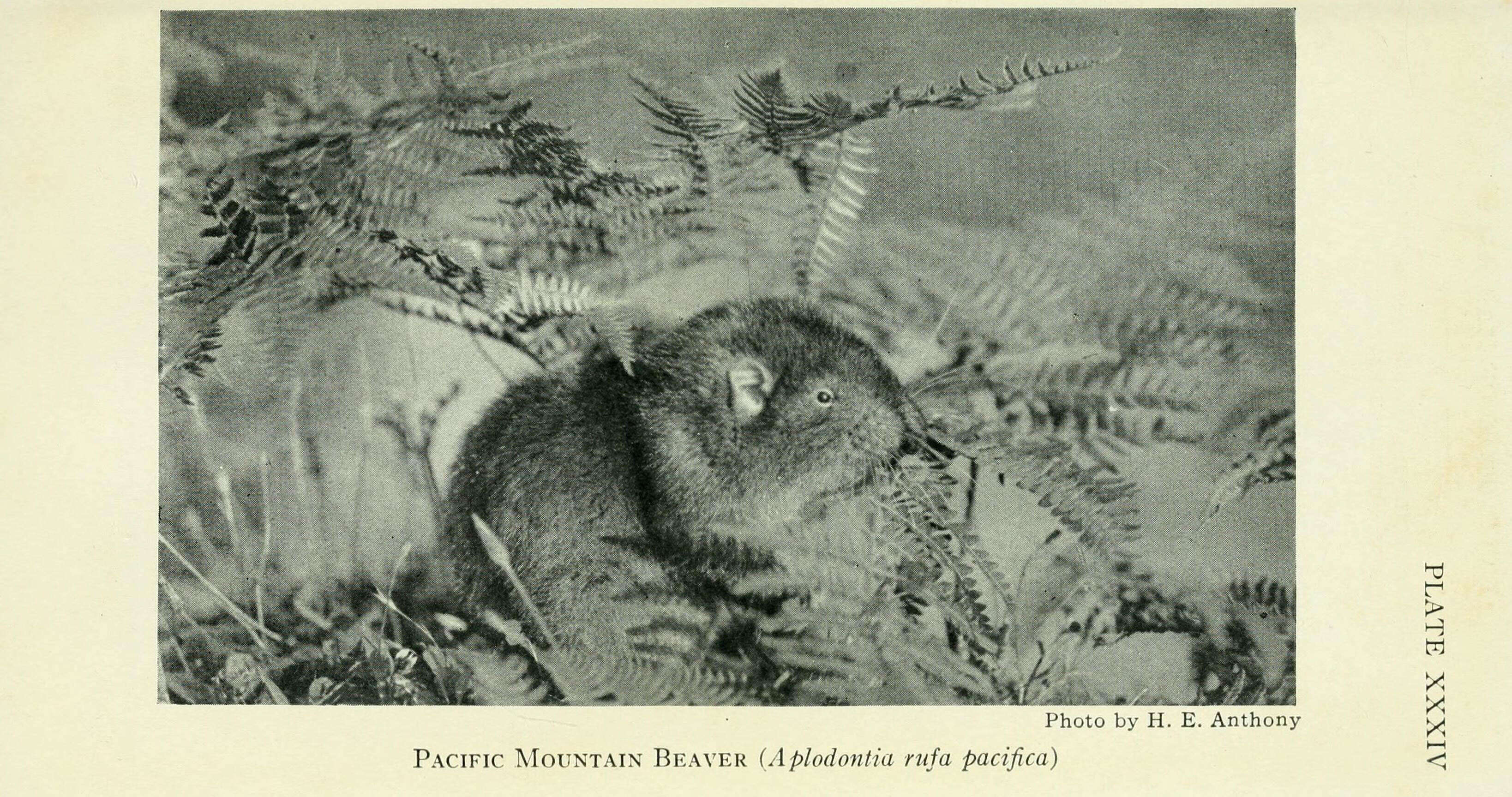 Image of mountain beavers