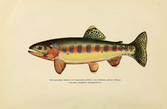 Image of Salmon