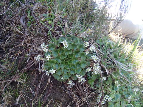 Image of Dichosciadium ranunculaceum var. tasmanicum