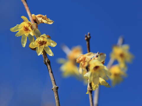 Image of Chimonanthus