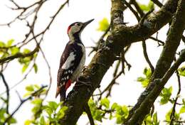 Image of Syrian Woodpecker