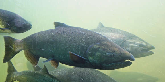 Image of Chinook Salmon