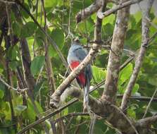 صورة Trogon melanurus Swainson 1838