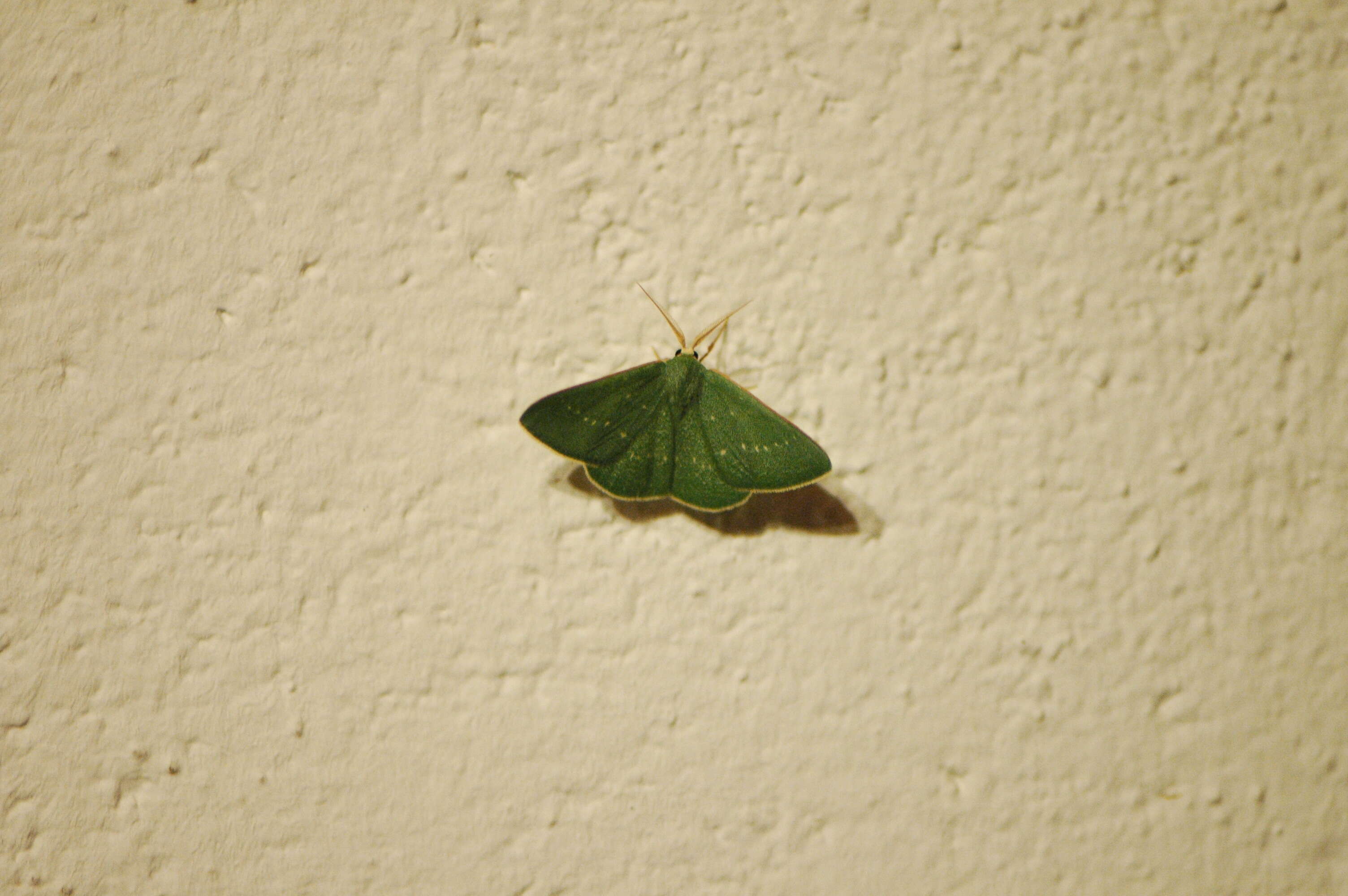 Image of Lepidoptera