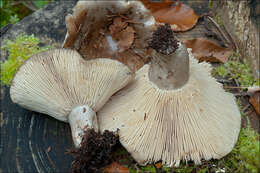 Image of Russula adusta (Pers.) Fr. 1838