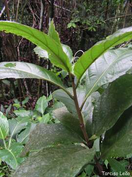 Image of Cordia superba Cham.