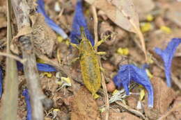 Image of Lixus pulverulentus (Scopoli & J. A. 1763)