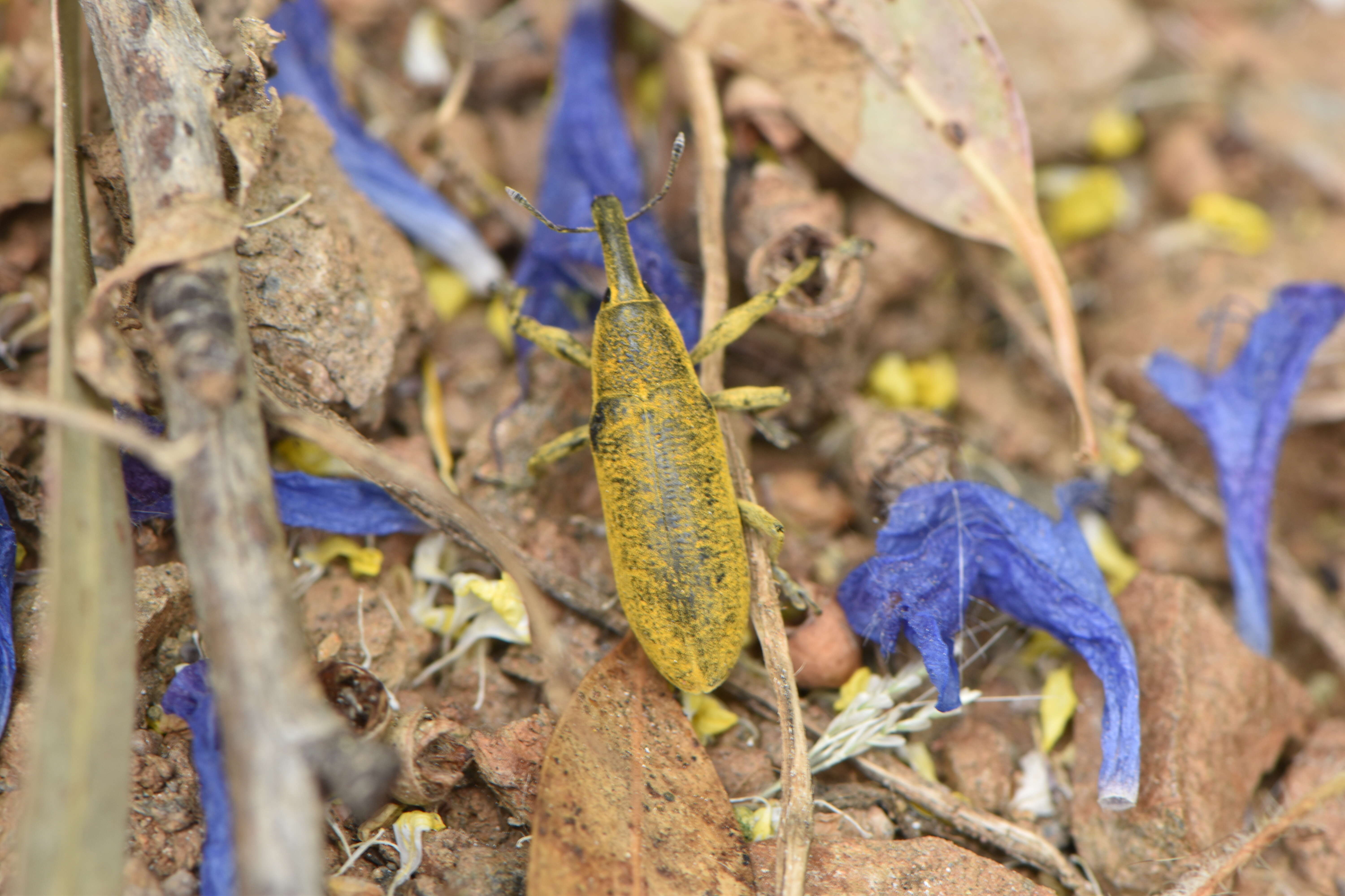 Слика од Lixus pulverulentus (Scopoli & J. A. 1763)