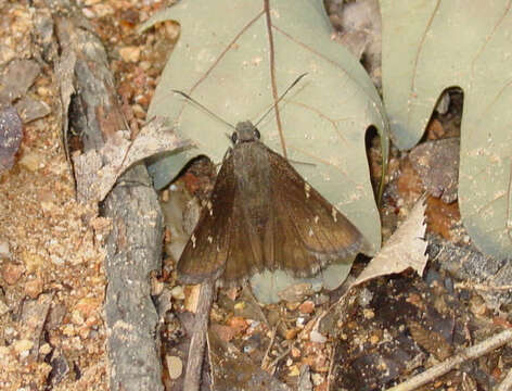 Image of Northern Cloudywing