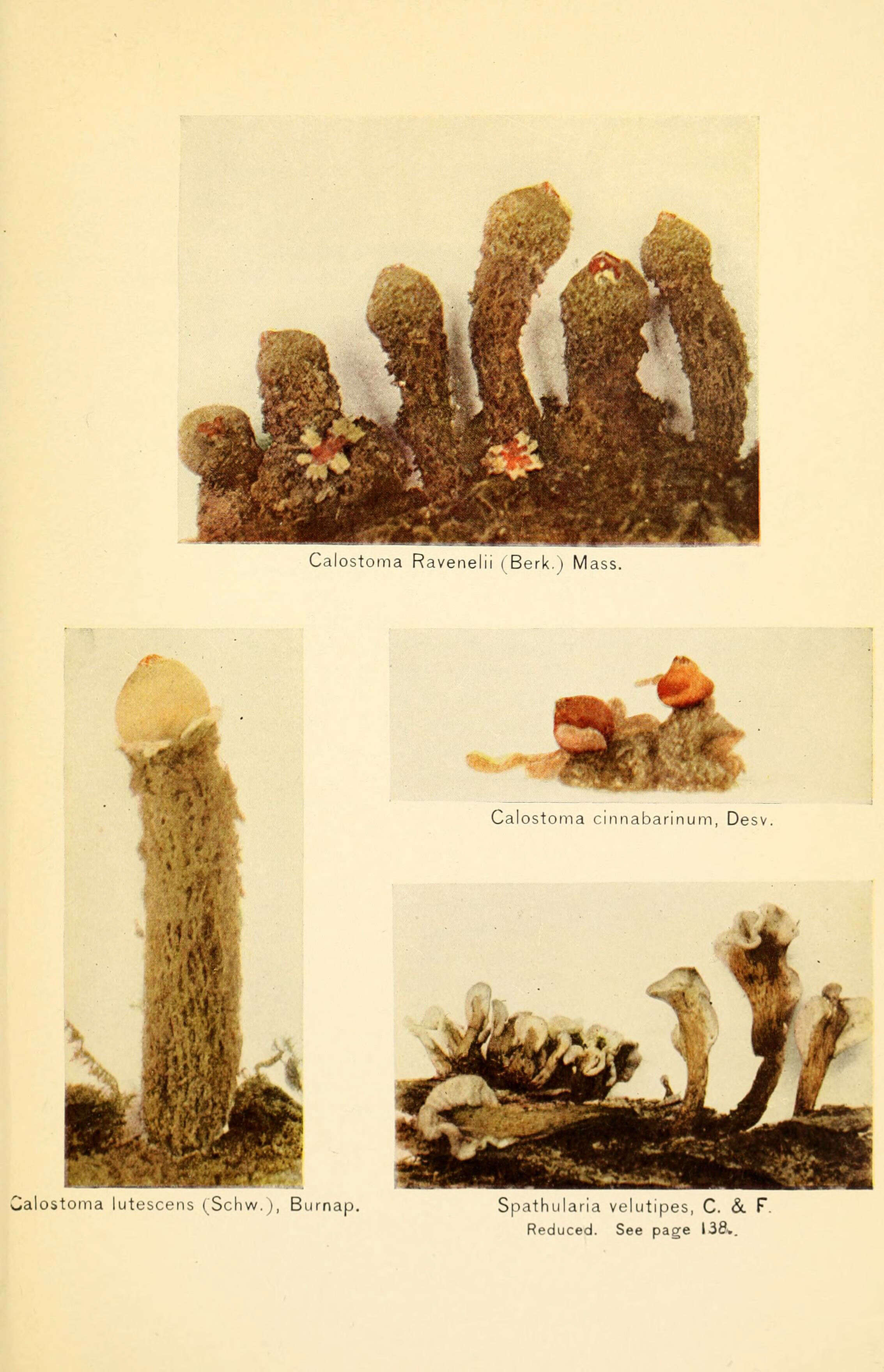 Image of Calostomataceae