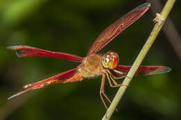 Image of Neurothemis Brauer 1867